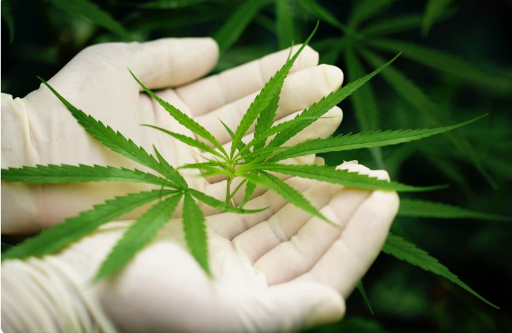 Wali Kota Sabang Dorong Legalisasi Ganja Medis, Klaim Bisa Dongkrak PAD Aceh